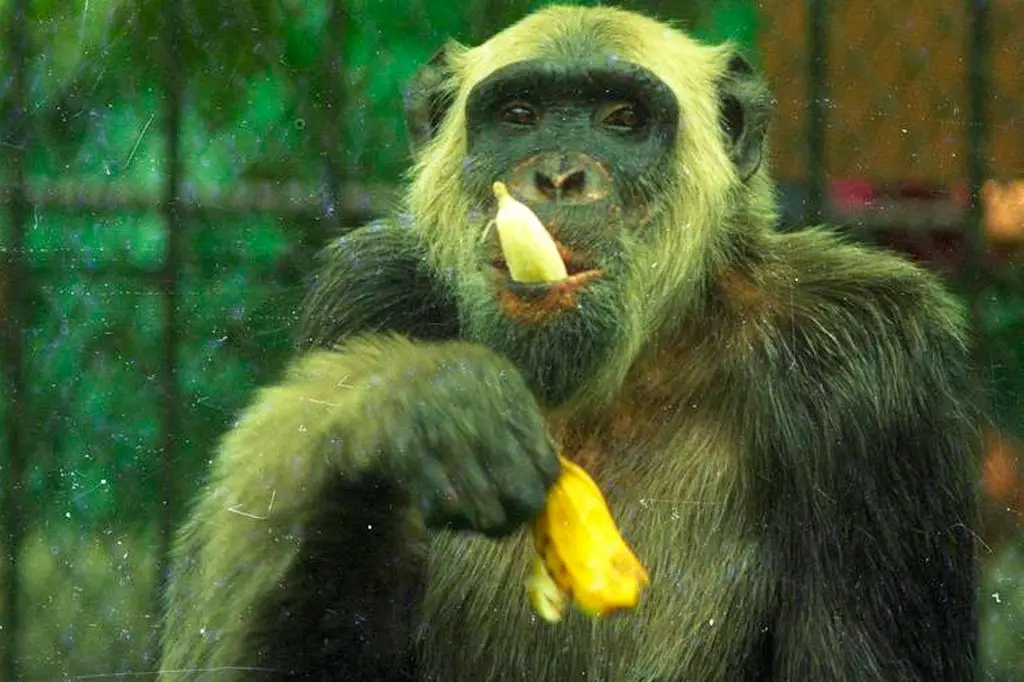 Um macaco já foi candidato à Prefeitura do Rio – e recebeu mais de 400 mil votos Leia mais em: https://super.abril.com.br/sociedade/um-macaco-ja-foi-candidato-a-prefeitura-do-rio-e-recebeu-mais-de-400-mil-votos/